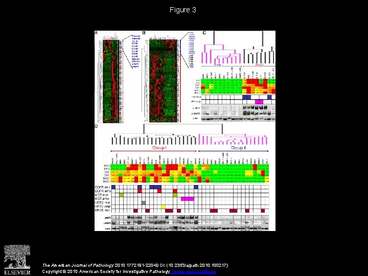 Figure 3 The American Journal of Pathology 2010 1772191 -2204 DOI: (10. 2353/ajpath. 2010.