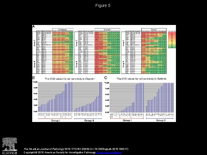 Figure 5 The American Journal of Pathology 2010 1772191 -2204 DOI: (10. 2353/ajpath. 2010.