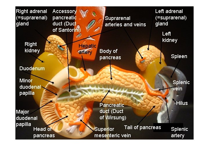 Right adrenal (=suprarenal) gland Accessory pancreatic duct (Duct of Santorini) Right kidney Suprarenal arteries