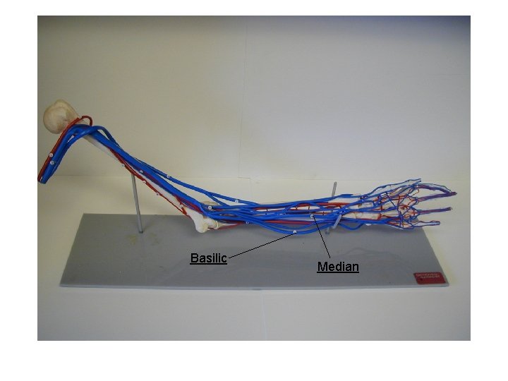 Basilic Median 