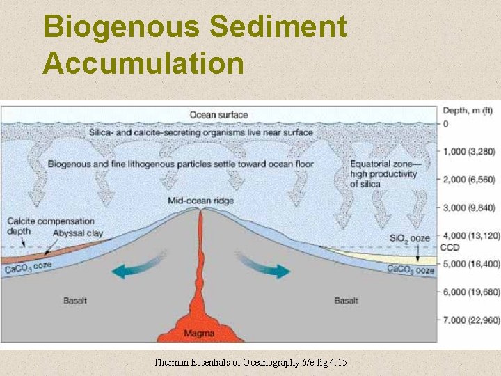 Biogenous Sediment Accumulation Thurman Essentials of Oceanography 6/e fig 4. 15 