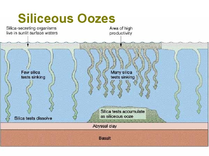 Siliceous Oozes 