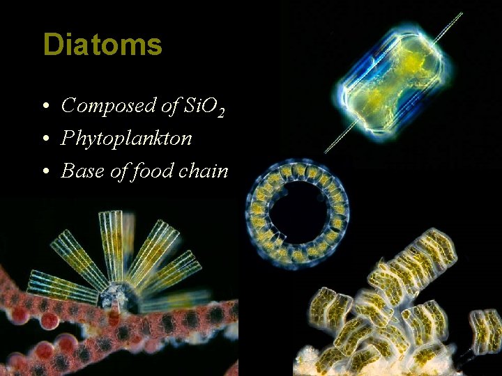 Diatoms • Composed of Si. O 2 • Phytoplankton • Base of food chain