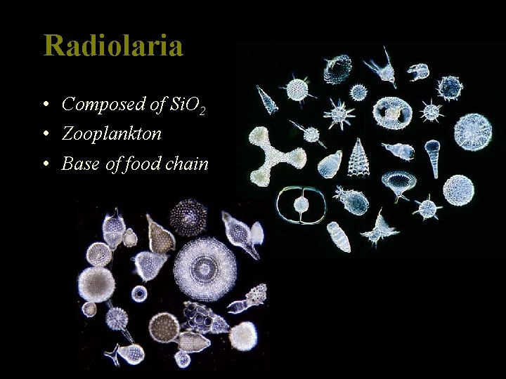 Radiolaria • Composed of Si. O 2 • Zooplankton • Base of food chain