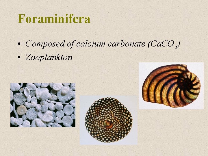 Foraminifera • Composed of calcium carbonate (Ca. CO 3) • Zooplankton 