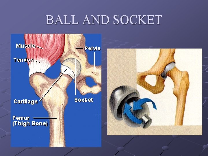 MOVING THROUGH EXERCISE SCIENCE Describe how functional anatomy