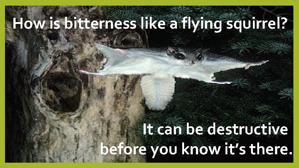 How is bitterness like a flying squirrel? It can be destructive before you know