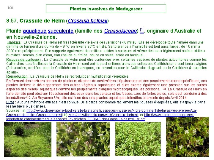 100 Plantes invasives de Madagascar 8. 57. Crassule de Helm (Crassula helmsii) Plante aquatique