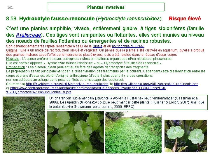 101 Plantes invasives 8. 58. Hydrocotyle fausse-renoncule (Hydrocotyle ranunculoides) Risque élevé C’est une plantes