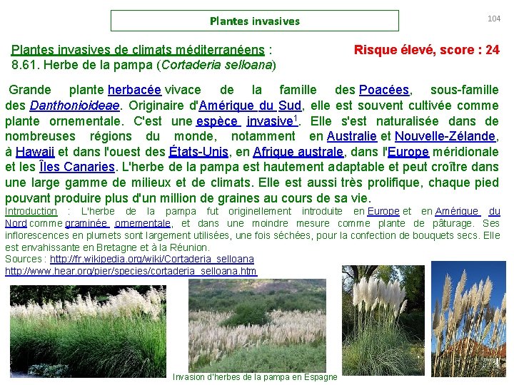 Plantes invasives de climats méditerranéens : 8. 61. Herbe de la pampa (Cortaderia selloana)