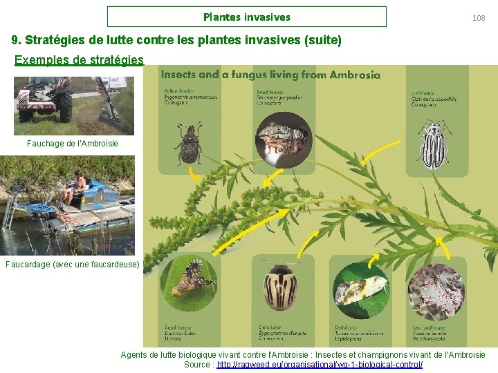 Plantes invasives 108 9. Stratégies de lutte contre les plantes invasives (suite) Exemples de