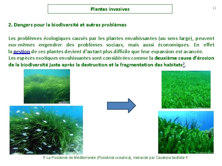 Plantes invasives 11 2. Dangers pour la biodiversité et autres problèmes Les problèmes écologiques