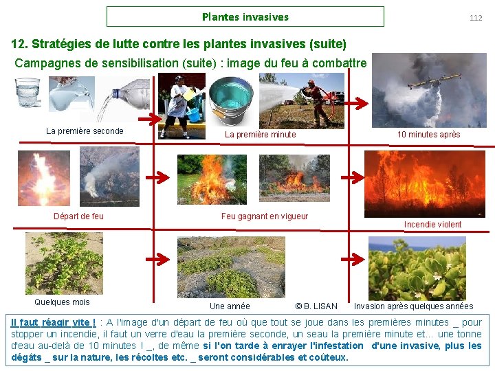 Plantes invasives 112 12. Stratégies de lutte contre les plantes invasives (suite) Campagnes de