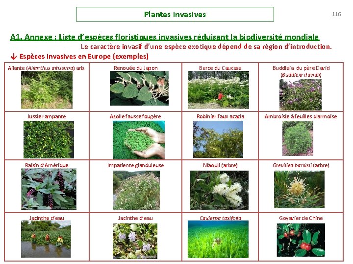 Plantes invasives 116 A 1. Annexe : Liste d’espèces floristiques invasives réduisant la biodiversité