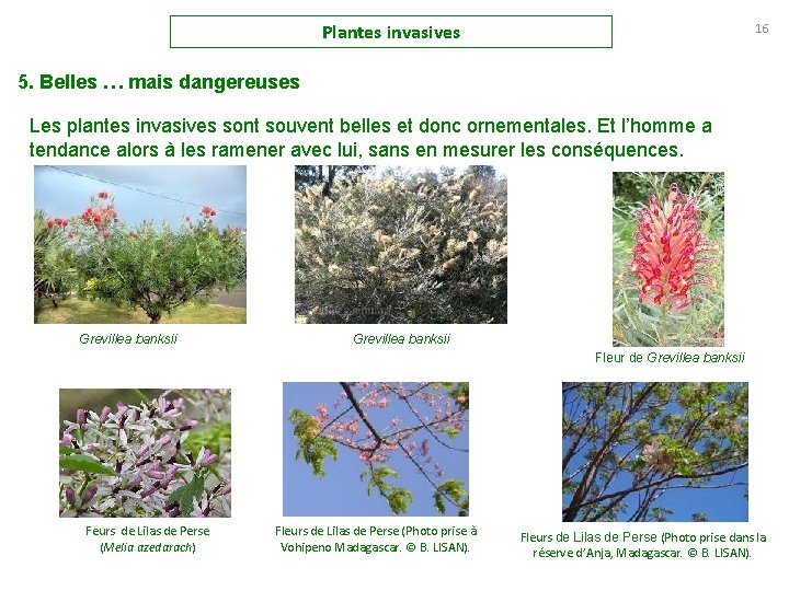 Plantes invasives 16 5. Belles … mais dangereuses Les plantes invasives sont souvent belles