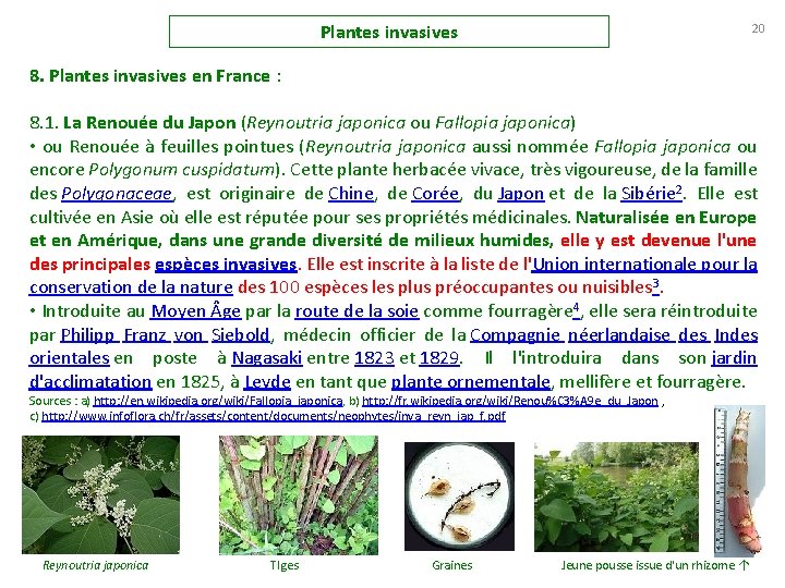 Plantes invasives 20 8. Plantes invasives en France : 8. 1. La Renouée du