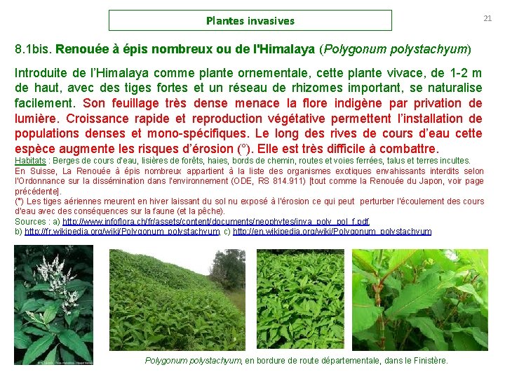 Plantes invasives 8. 1 bis. Renouée à épis nombreux ou de l'Himalaya (Polygonum polystachyum)