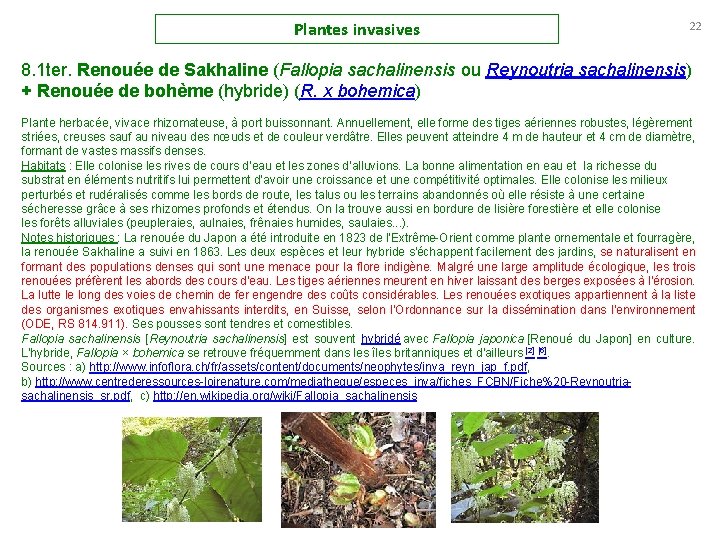 Plantes invasives 22 8. 1 ter. Renouée de Sakhaline (Fallopia sachalinensis ou Reynoutria sachalinensis)