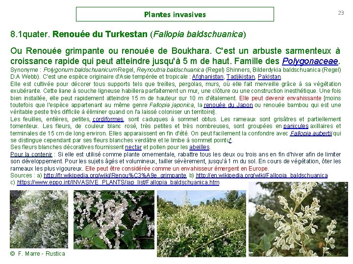 Plantes invasives 23 8. 1 quater. Renouée du Turkestan (Fallopia baldschuanica) Ou Renouée grimpante