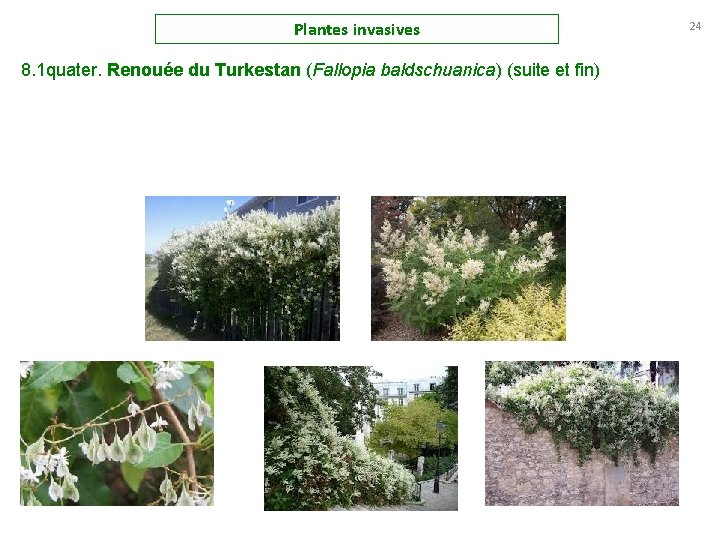 Plantes invasives 8. 1 quater. Renouée du Turkestan (Fallopia baldschuanica) (suite et fin) 24