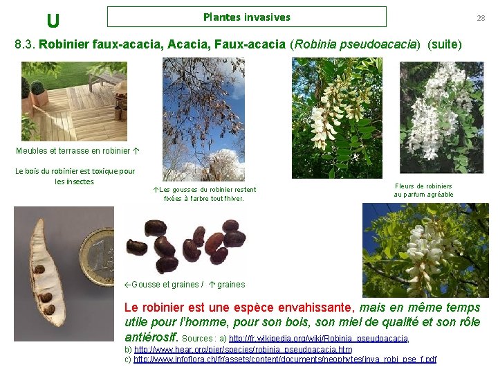 Plantes invasives U 28 8. 3. Robinier faux-acacia, Acacia, Faux-acacia (Robinia pseudoacacia) (suite) Meubles