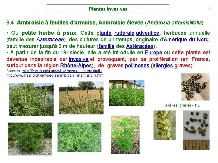 Plantes invasives 29 8. 4. Ambroisie à feuilles d'armoise, Ambroisie élevée (Ambrosia artemisiifolia) •