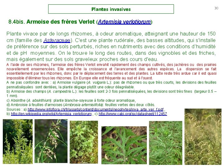 Plantes invasives 30 8. 4 bis. Armoise des frères Verlot (Artemisia verlotiorum) Plante vivace