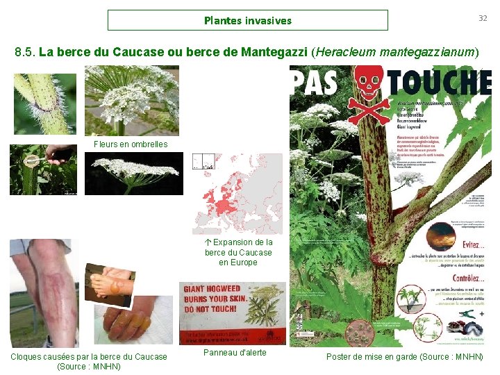 Plantes invasives 32 8. 5. La berce du Caucase ou berce de Mantegazzi (Heracleum