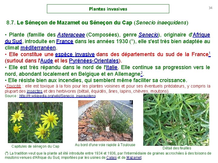 Plantes invasives 34 8. 7. Le Séneçon de Mazamet ou Séneçon du Cap (Senecio