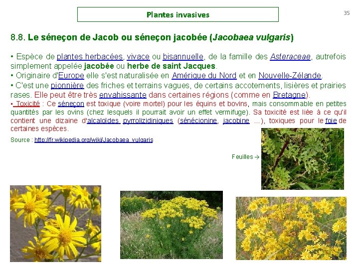 Plantes invasives 35 8. 8. Le séneçon de Jacob ou séneçon jacobée (Jacobaea vulgaris)