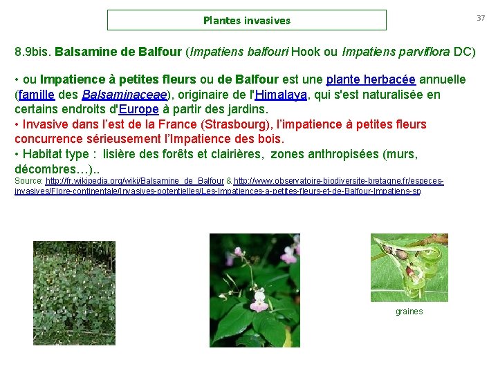 Plantes invasives 37 8. 9 bis. Balsamine de Balfour (Impatiens balfouri Hook ou Impatiens