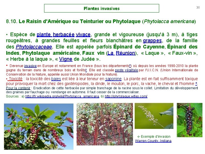 Plantes invasives 38 8. 10. Le Raisin d'Amérique ou Teinturier ou Phytolaque (Phytolacca americana)