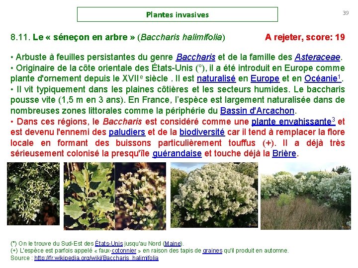 Plantes invasives 8. 11. Le « séneçon en arbre » (Baccharis halimifolia) 39 A