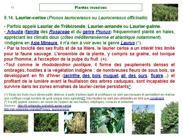 42 Plantes invasives 8. 14. Laurier-cerise (Prunus laurocerasus ou Laurocerasus officinalis) • Parfois appelé