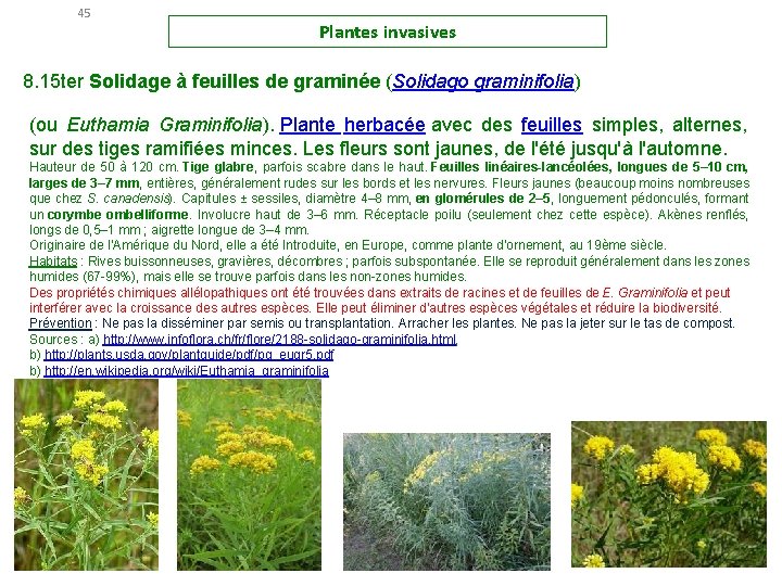 45 Plantes invasives 8. 15 ter Solidage à feuilles de graminée (Solidago graminifolia) (ou