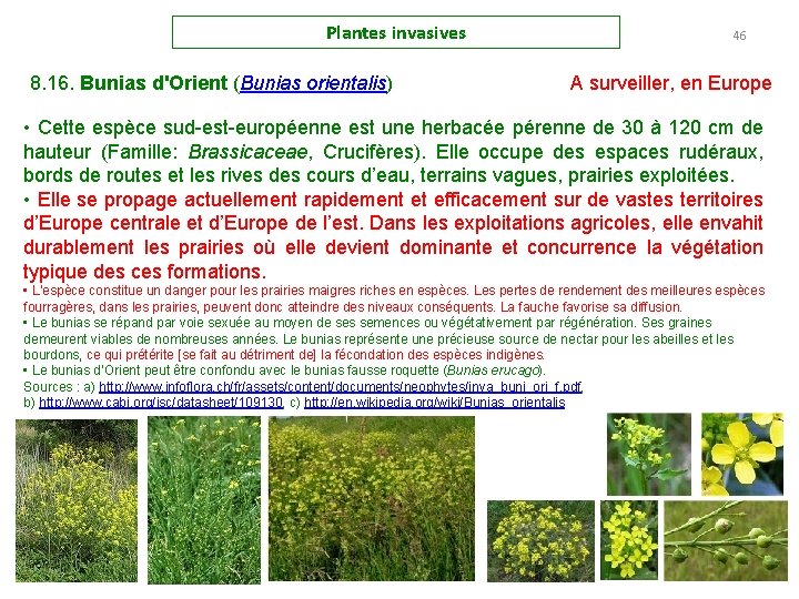 Plantes invasives 8. 16. Bunias d'Orient (Bunias orientalis) 46 A surveiller, en Europe •