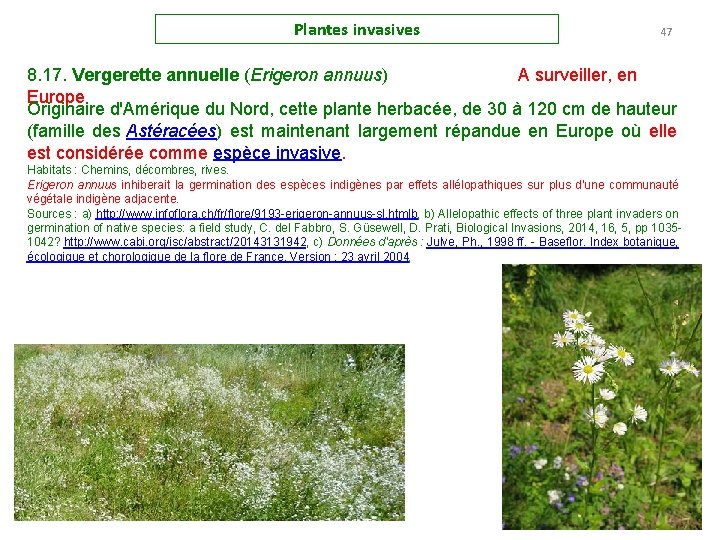 Plantes invasives 47 8. 17. Vergerette annuelle (Erigeron annuus) A surveiller, en Europe Originaire