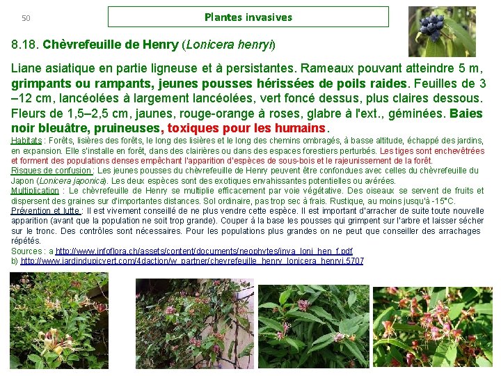 50 Plantes invasives 8. 18. Chèvrefeuille de Henry (Lonicera henryi) Liane asiatique en partie