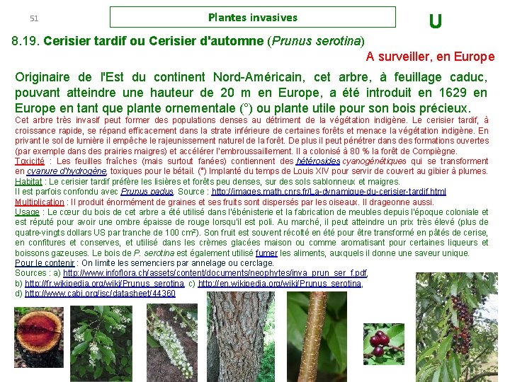 51 Plantes invasives U 8. 19. Cerisier tardif ou Cerisier d'automne (Prunus serotina) A