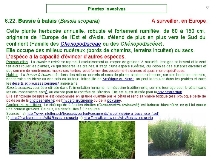 Plantes invasives 8. 22. Bassie à balais (Bassia scoparia) 54 A surveiller, en Europe.