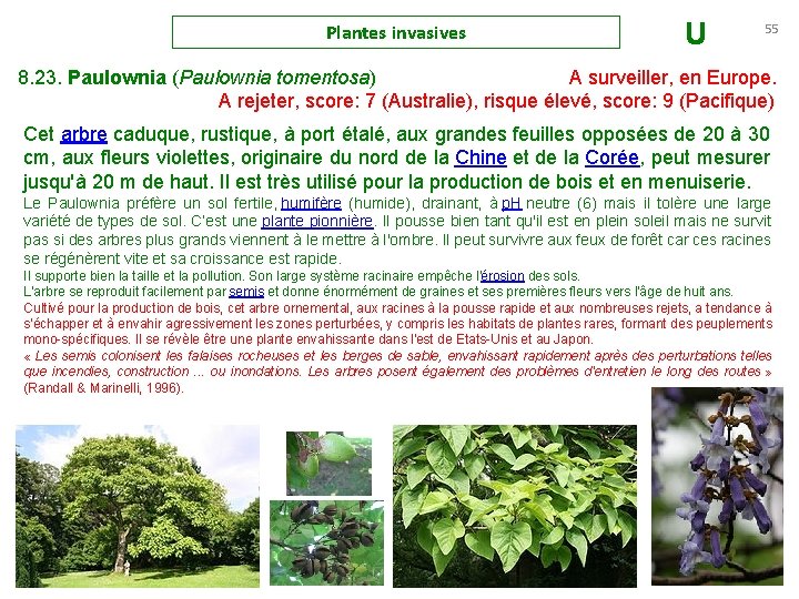 Plantes invasives U 55 8. 23. Paulownia (Paulownia tomentosa) A surveiller, en Europe. A