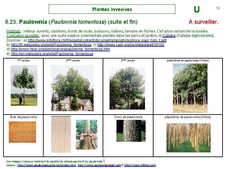 Plantes invasives 8. 23. Paulownia (Paulownia tomentosa) (suite et fin) U A surveiller. Habitats