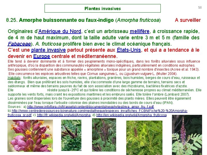 Plantes invasives 8. 25. Amorphe buissonnante ou faux-indigo (Amorpha fruticosa) 58 A surveiller Originaires