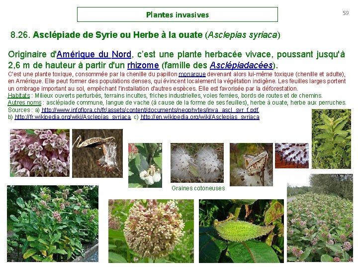 Plantes invasives 59 8. 26. Asclépiade de Syrie ou Herbe à la ouate (Asclepias