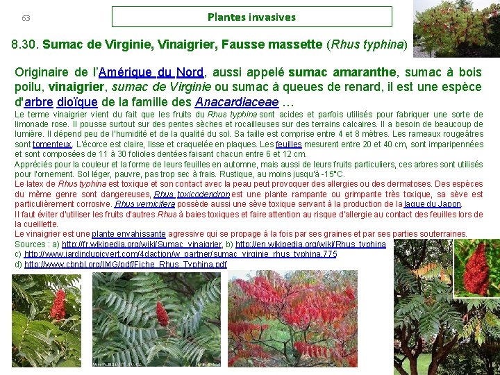 63 Plantes invasives 8. 30. Sumac de Virginie, Vinaigrier, Fausse massette (Rhus typhina) Originaire