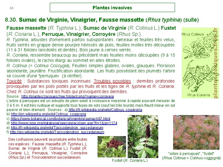 64 Plantes invasives 8. 30. Sumac de Virginie, Vinaigrier, Fausse massette (Rhus typhina) (suite)