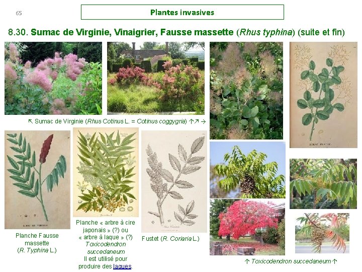 Plantes invasives 65 8. 30. Sumac de Virginie, Vinaigrier, Fausse massette (Rhus typhina) (suite