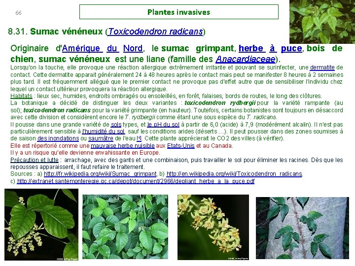66 Plantes invasives 8. 31. Sumac vénéneux (Toxicodendron radicans) Originaire d'Amérique du Nord, le