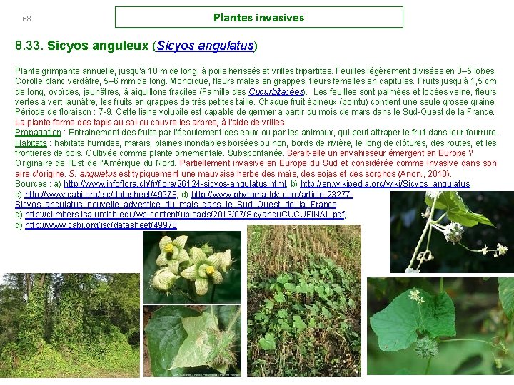 68 Plantes invasives 8. 33. Sicyos anguleux (Sicyos angulatus) Plante grimpante annuelle, jusqu'à 10