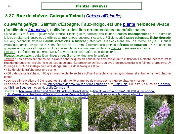 74 Plantes invasives 8. 37. Rue de chèvre, Galéga officinal (Galega officinalis) ou alfalfa